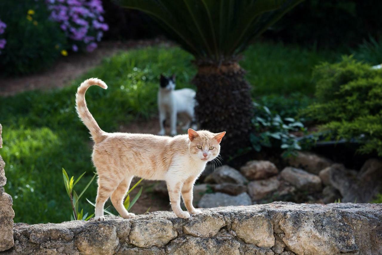 Adelinas' Apartment Argostoli  Zewnętrze zdjęcie